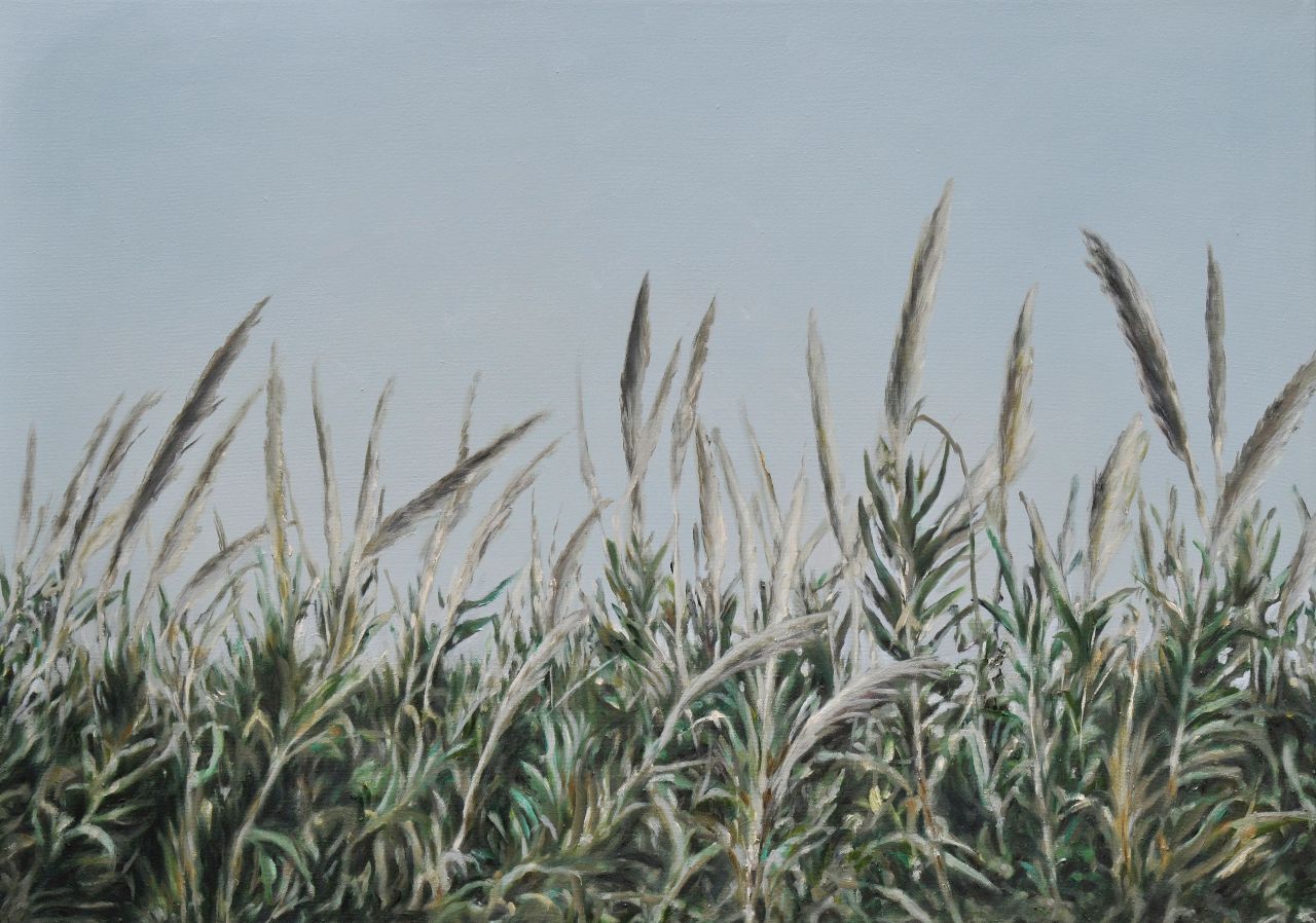 Franz Baumgartner, Schilf, 5.2015, Öl auf Leinwand, 85 cm x 121 cm, Preis auf Anfrage, baf025kü