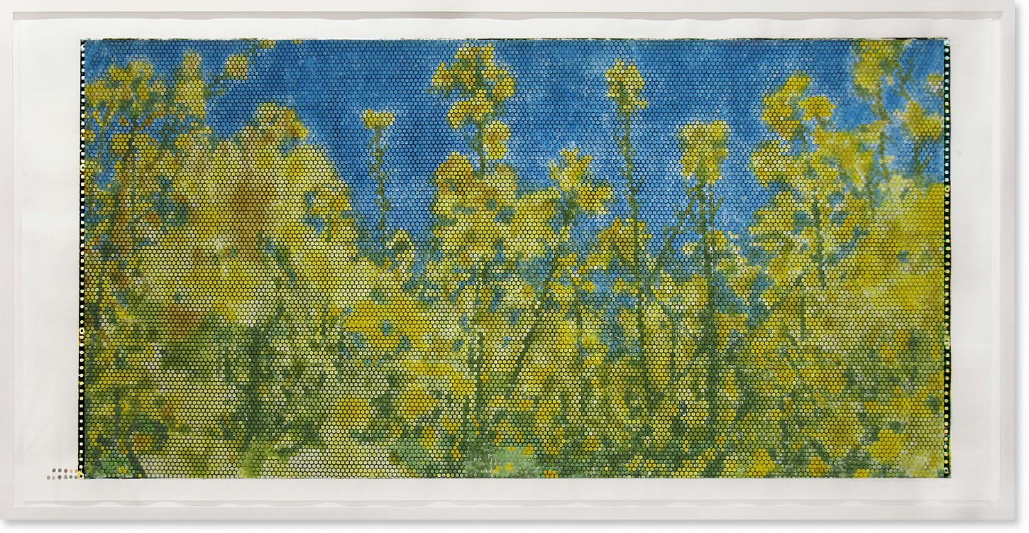 Jeanette Zippel , Bienoptik Rapsfeld , 2005 , Hochdruck Kartoffeldruck Tusche auf Papier , 117 cm x 230 cm, verkauft! , SüdWestGalerie