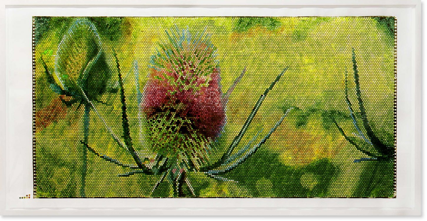 Jeanette Zippel, Kardenblüte 1 , 2005 , Hochdruck Kartoffeldruck mit Tusche auf Papier , 117 cm x 230 cm mit Rahmen , Preis auf Anfrage Südwestgalerie