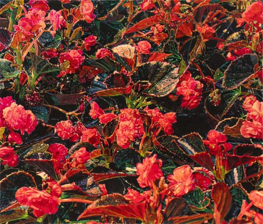 Thomas Schiela, Gefüllte Eisbegonien II, 2023, Aquarell auf Leinwand, 115 cm x 135 cm, Preis auf Anfrage, Galerie Cyprian Brenner