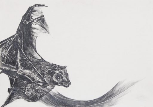 Uta Siebert, Serie Fledertiere (Feldermaus), 2011, Grafit auf Papier, 21 cm x 30 cm, Preis auf Anfrage, siu023kü
