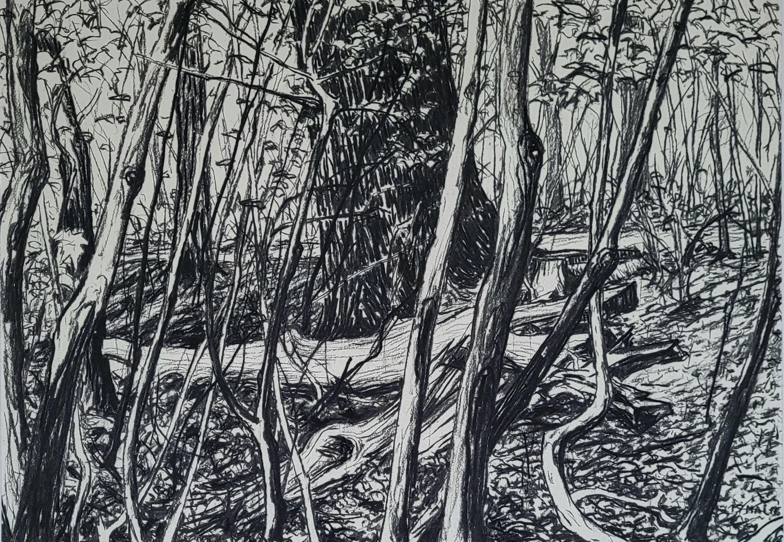 Helge Hommes, Leipziger Auenwald, 2016, Kohlezeichnung, 42 x 59 cm, Preis auf Anfrage, Galerie Cyprian Brenner